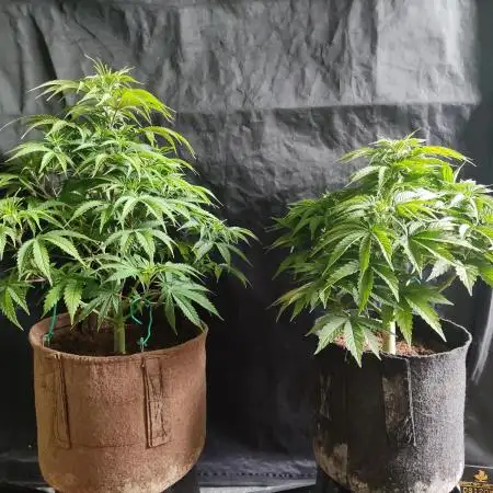 White Widow  X  The Ultimate