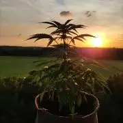Auto Moon Rock ( In & Outdoor )