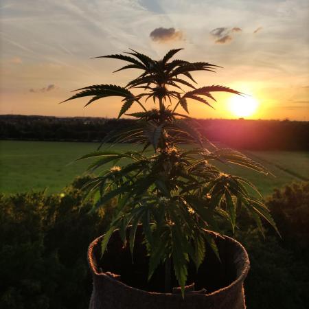 Auto Moon Rock ( In & Outdoor )