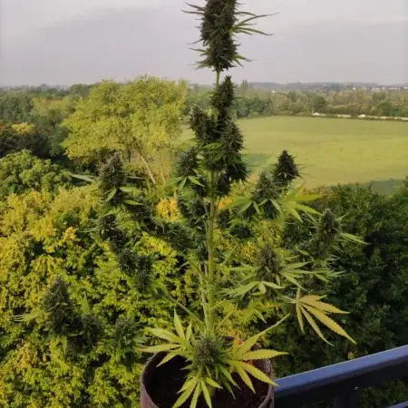 Strawberry Haze Auto