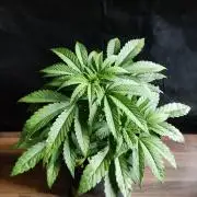 Killer Kush F1 Fast Version