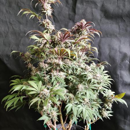 Big Bud