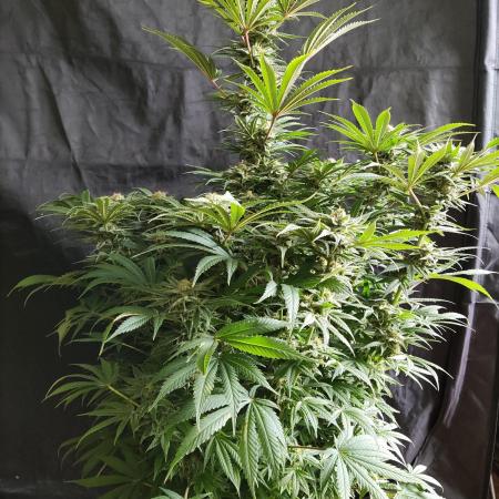 White Widow  X  The Ultimate