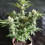 Power Plant