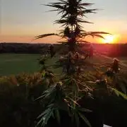 Durban Poison Autoflower