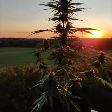 Durban Poison Autoflower