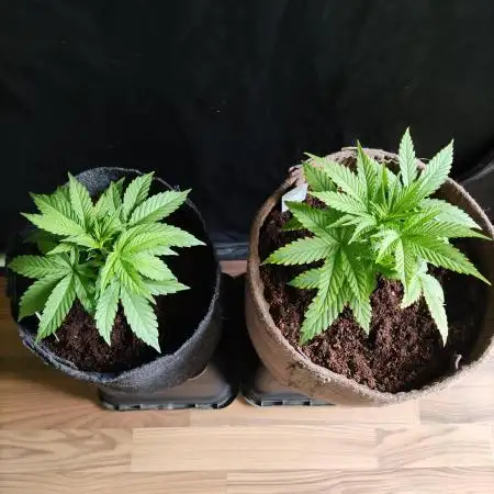 White Widow  X  The Ultimate