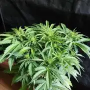 Neville's Rose Auto