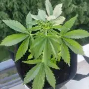 Durban Poison Autoflower