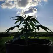 Auto Moon Rock ( In & Outdoor )