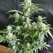 Power Plant