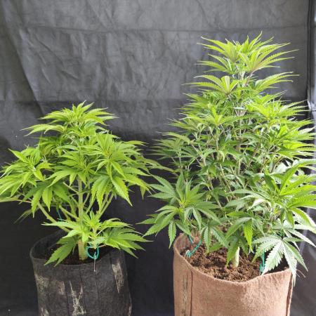 White Widow  X  The Ultimate