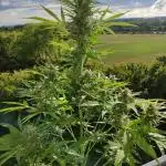 Super Silver Haze Auto