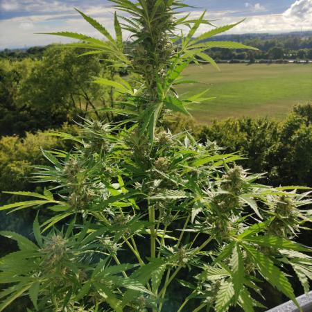 Super Silver Haze Auto