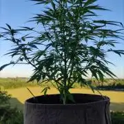 Ghost Train Haze Auto