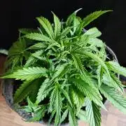 Auto Cinderella Jack