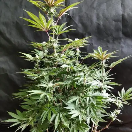 Big Bud