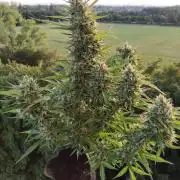 Creamzilla Auto ( In & Outdoor )