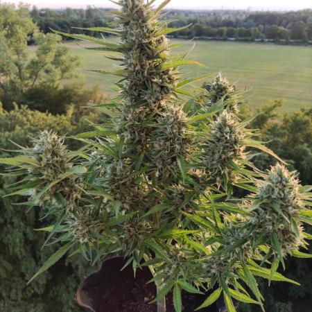 Creamzilla Auto ( In & Outdoor )