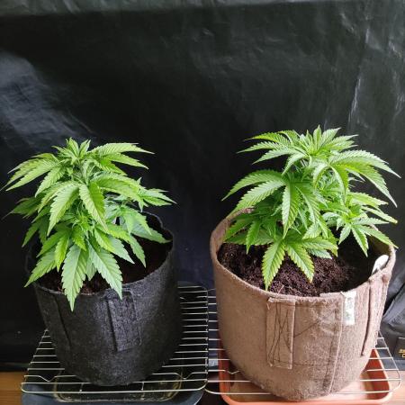 White Widow  X  The Ultimate