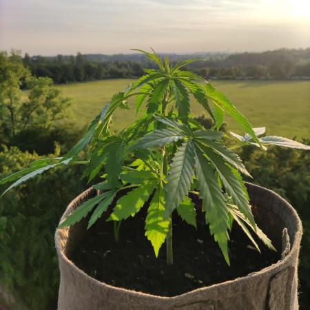 Ghost Train Haze Auto