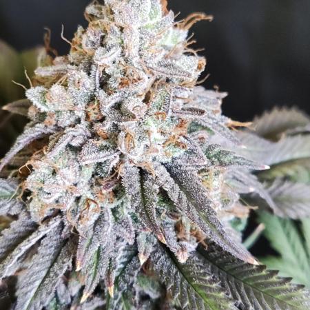 Big Bud