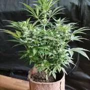 Power Plant