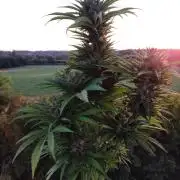 Auto Red Tropicana Cookies