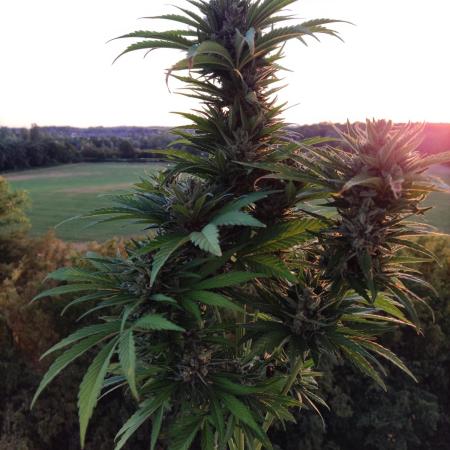 Auto Red Tropicana Cookies