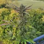 Cheese Auto