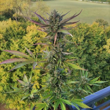 Cheese Auto
