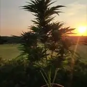 Auto Red Tropicana Cookies
