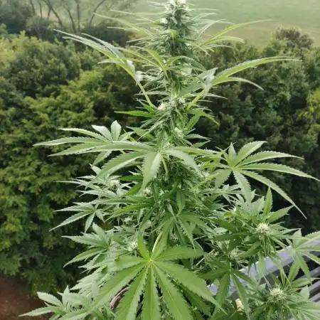 Auto Candy Bubatz XL