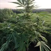 Creamzilla Auto ( In & Outdoor )