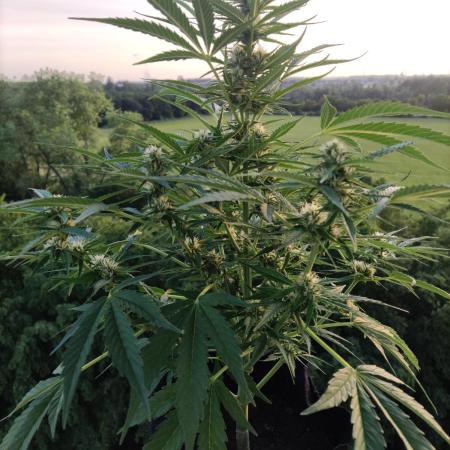 Creamzilla Auto ( In & Outdoor )