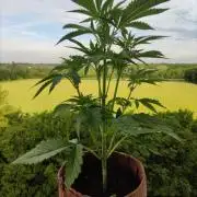 Auto Red Tropicana Cookies