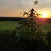 Creamzilla Auto ( In & Outdoor )