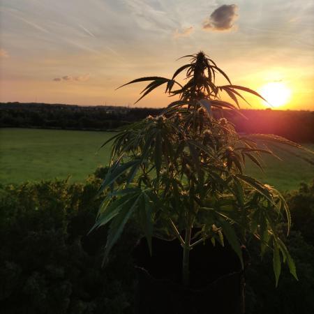 Creamzilla Auto ( In & Outdoor )
