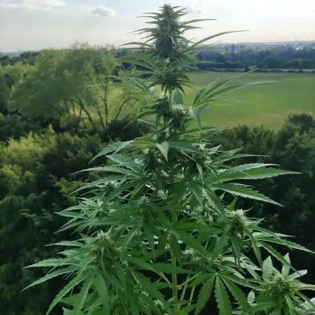 Lemonberry Haze Auto