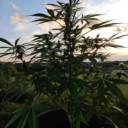 Ghost Train Haze Auto