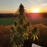 Durban Poison Autoflower