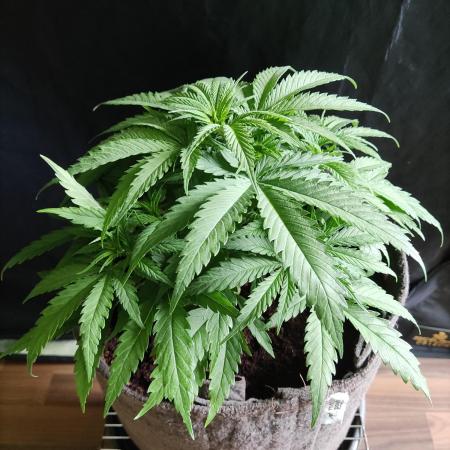 Sugar Black Rose