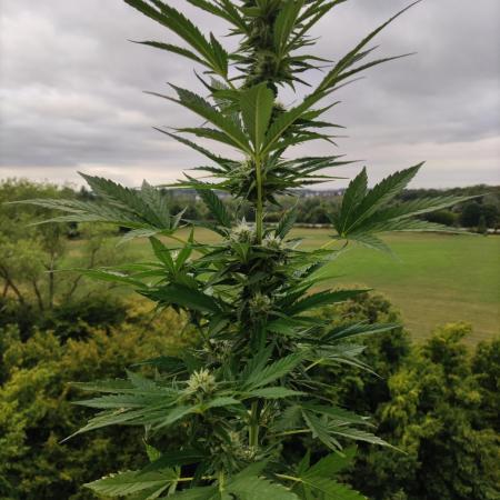 Cheese Auto