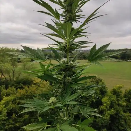 Cheese Auto