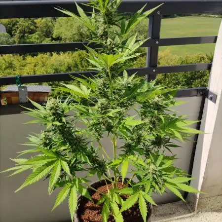 Permanent Jealousy XL Auto