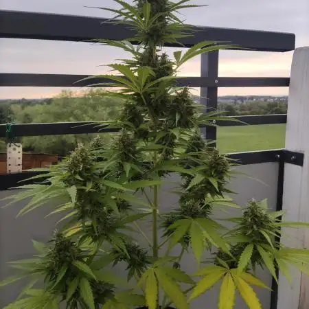 Lemonberry Haze Auto