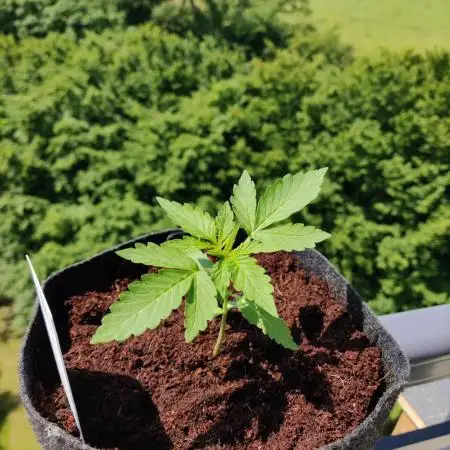 CBD Fix Auto