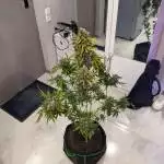 Fast Buds - Kosher Cake Auto