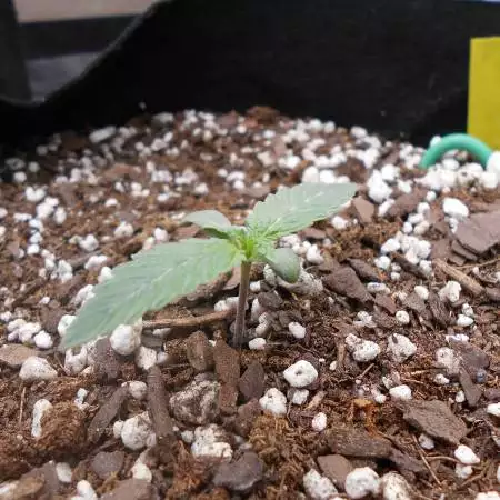 Strawberry Nuggets - Mephisto Genetics