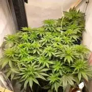 RQS - Green Gelato